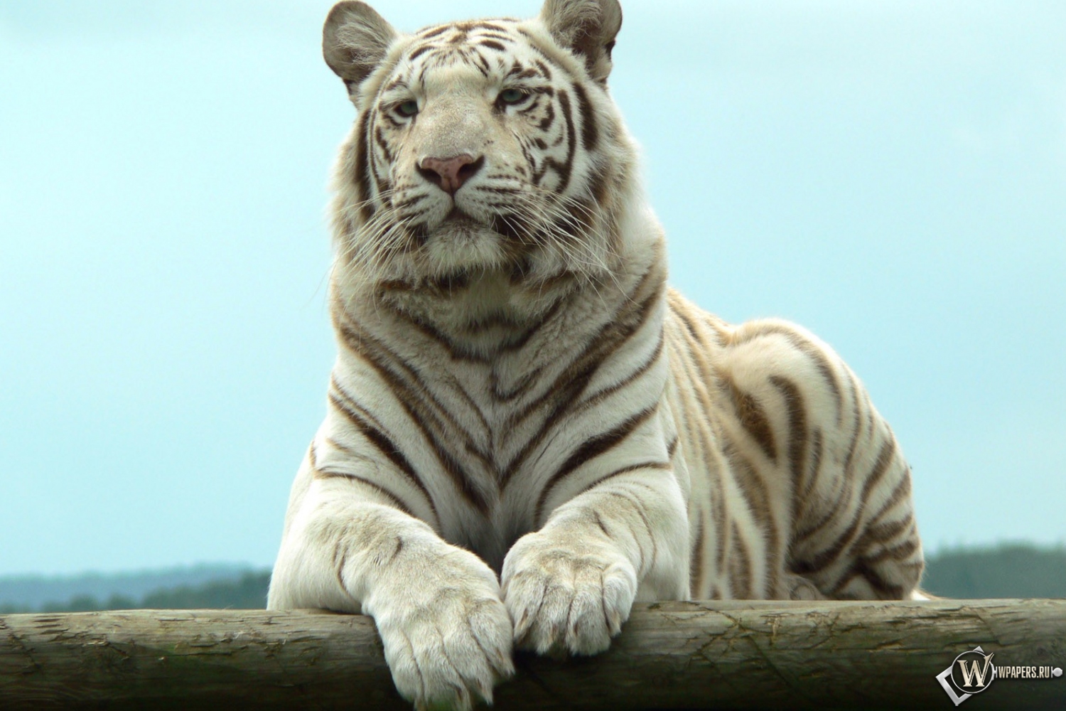 Белый тигр отдыхает 1500x1000