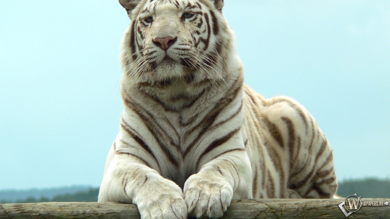 Белый тигр отдыхает 1600x900