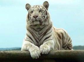 Обои Белый тигр отдыхает: Бенгальский тигр, Хищник, Отдых, Белый тигр, Тигры
