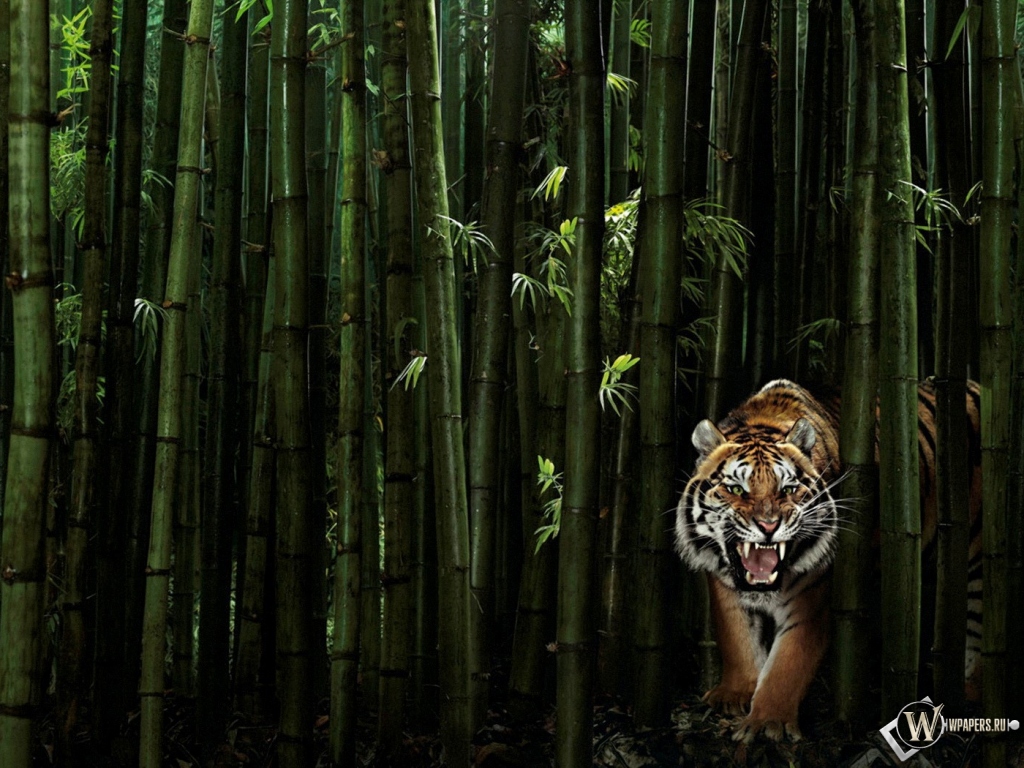 Тигр в бамбуке 1024x768
