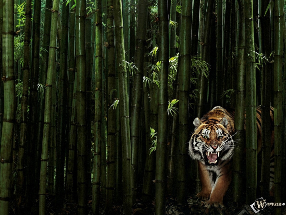 Тигр в бамбуке 1152x864