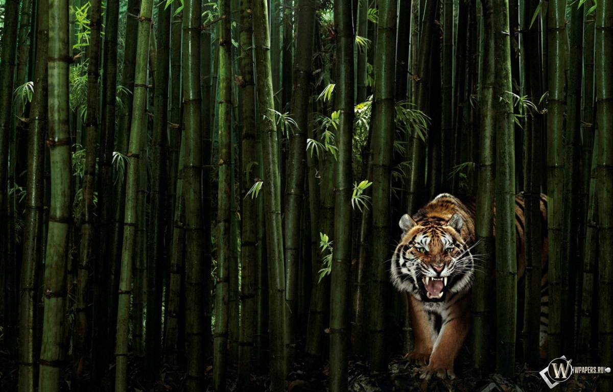 Тигр в бамбуке 1200x768