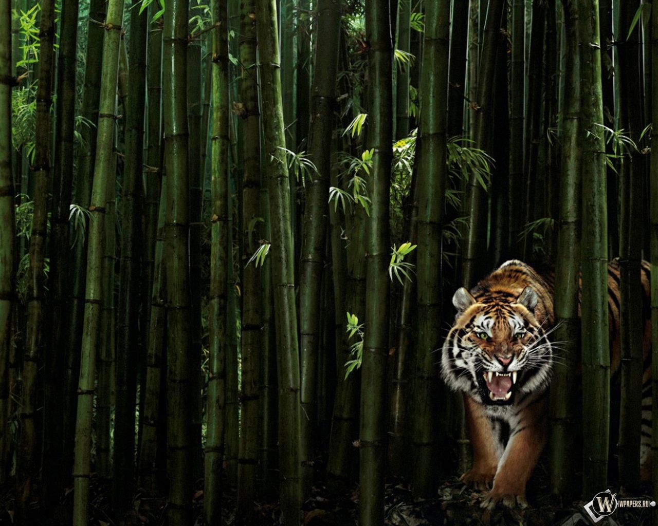 Тигр в бамбуке 1280x1024