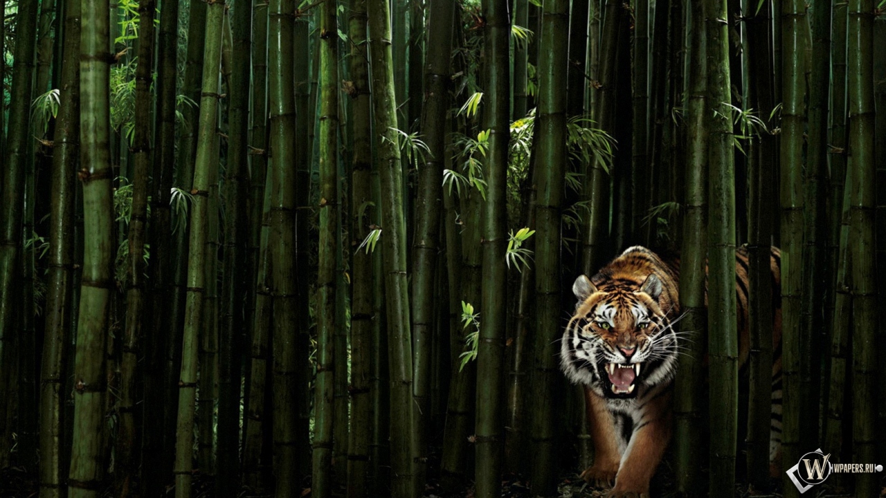 Тигр в бамбуке 1280x720