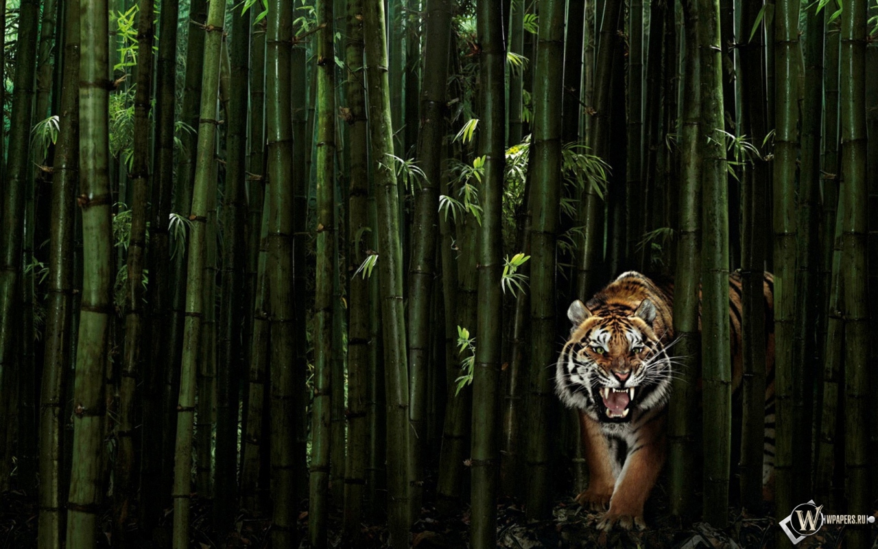 Тигр в бамбуке 1280x800