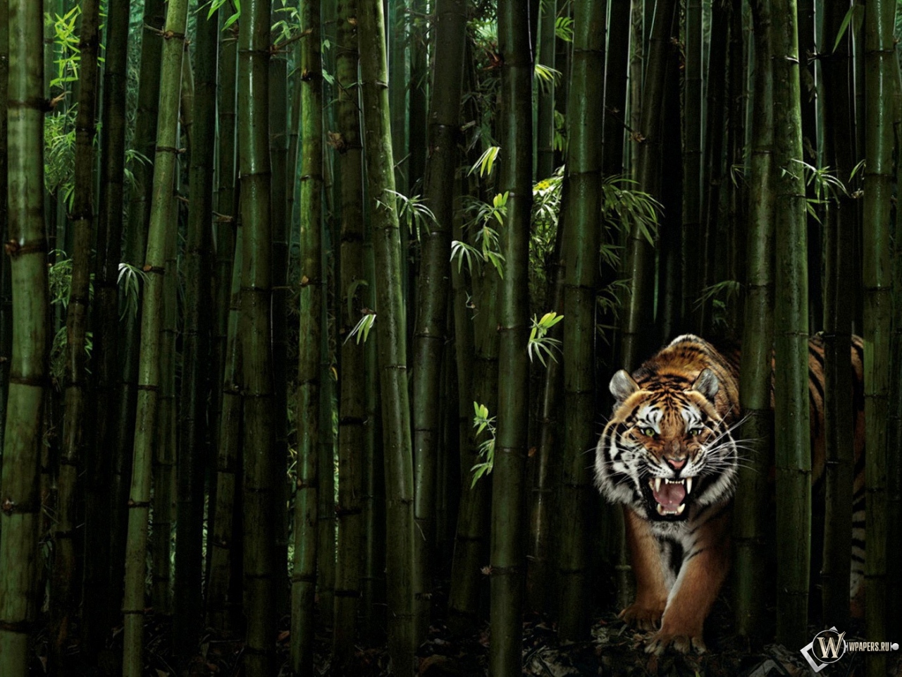 Тигр в бамбуке 1280x960