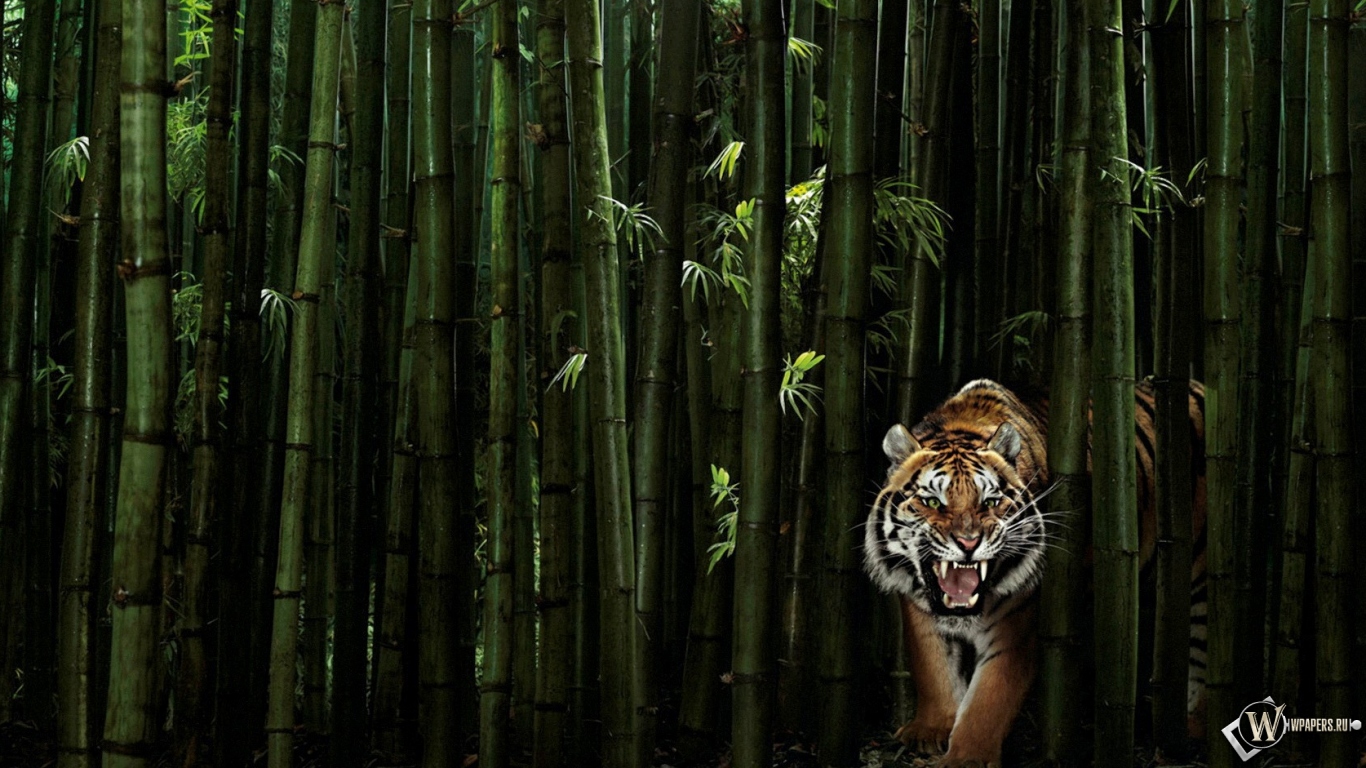 Тигр в бамбуке 1366x768