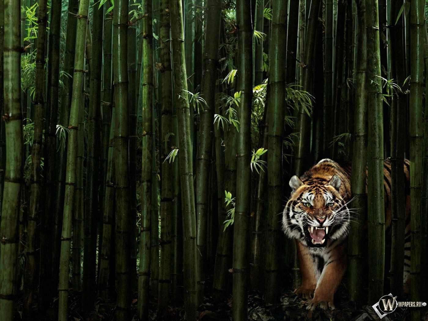 Тигр в бамбуке 1400x1050