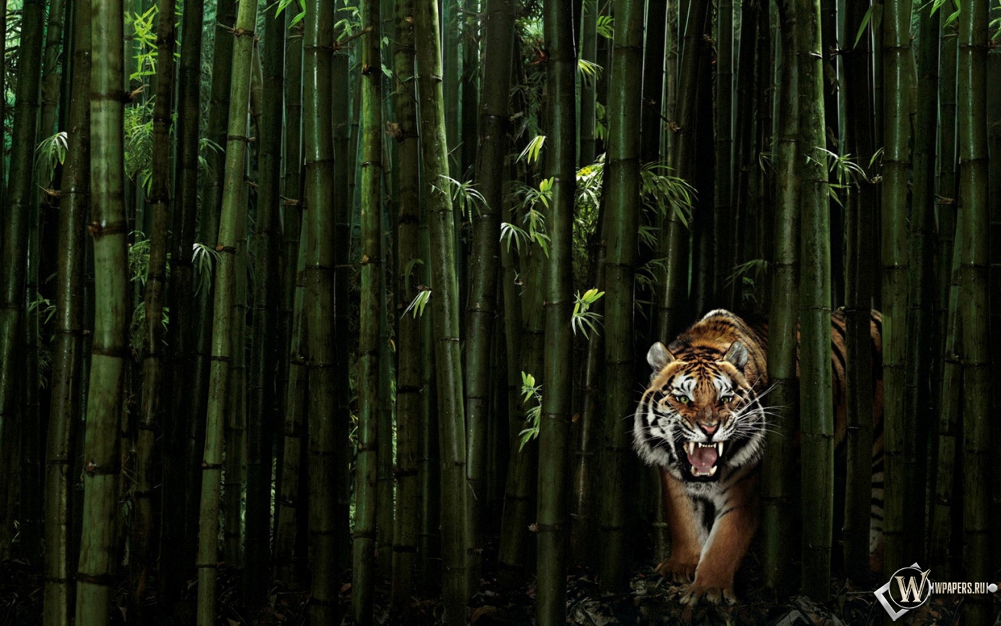Тигр в бамбуке 1440x900