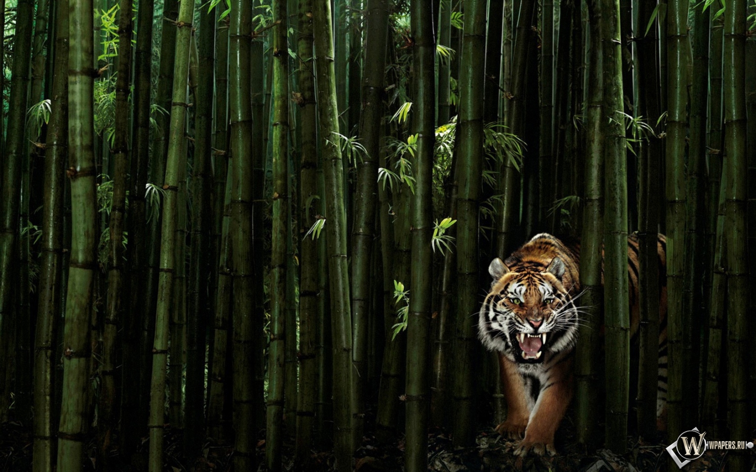 Тигр в бамбуке 1536x960