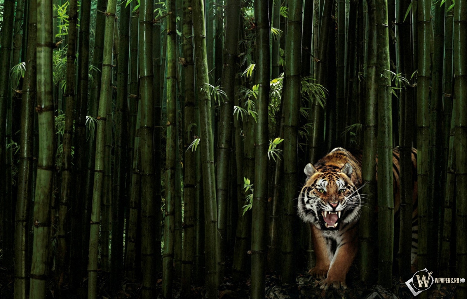 Тигр в бамбуке 1600x1024