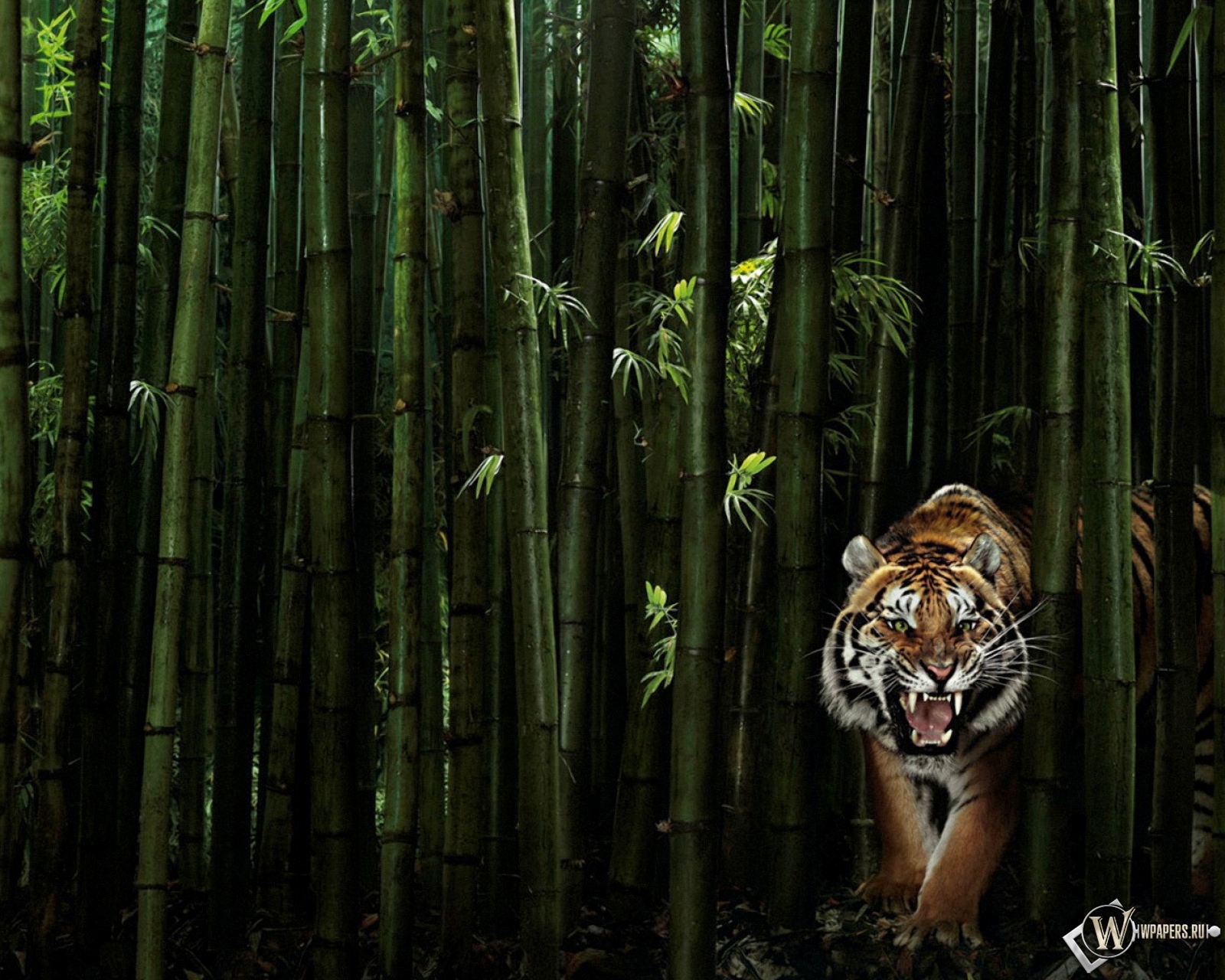 Тигр в бамбуке 1600x1280