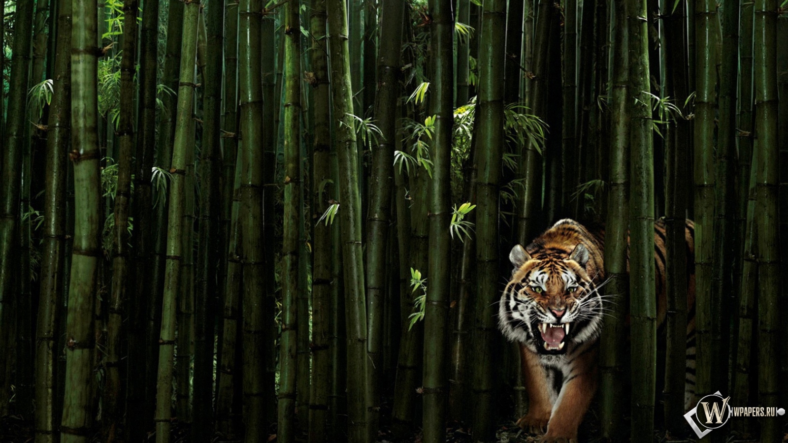 Тигр в бамбуке 1600x900