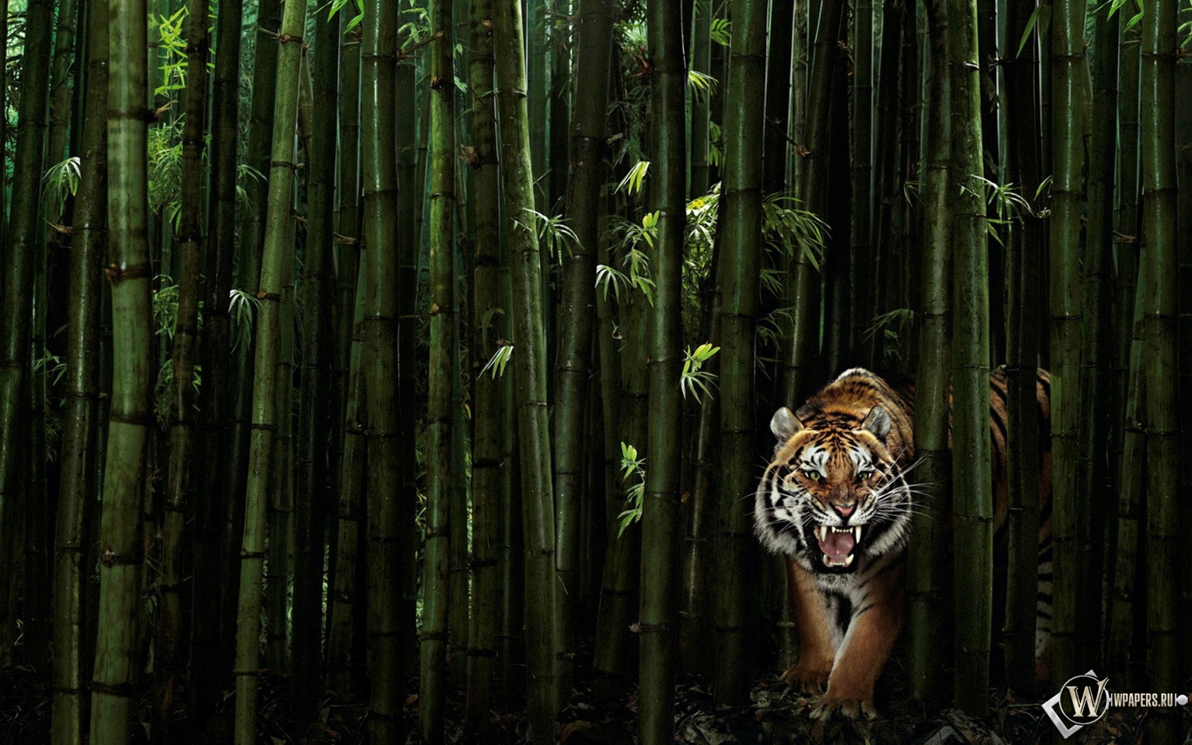 Тигр в бамбуке 1680x1050