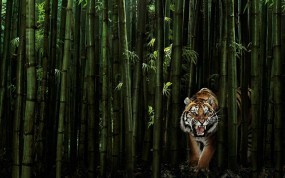 Обои Тигр в бамбуке: Хищник, Тигр, Бамбук, Тигры