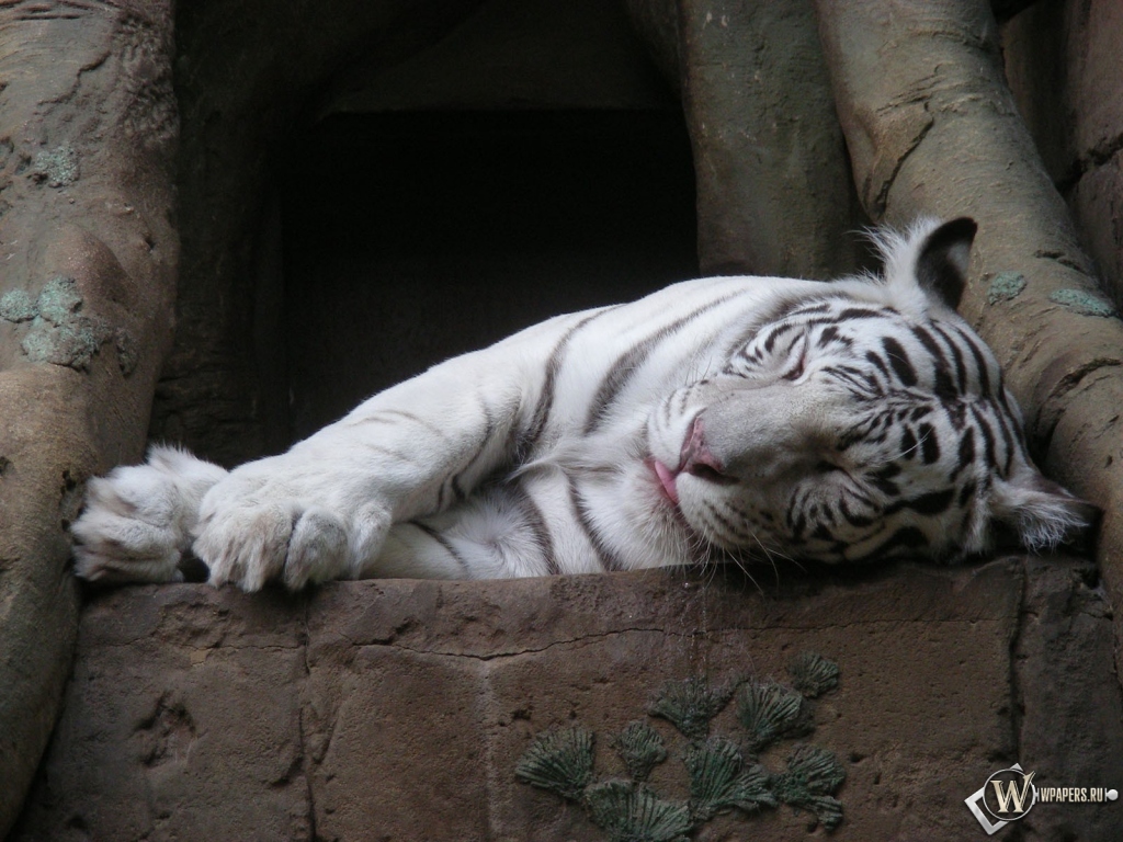 Белый тигр спит 1024x768