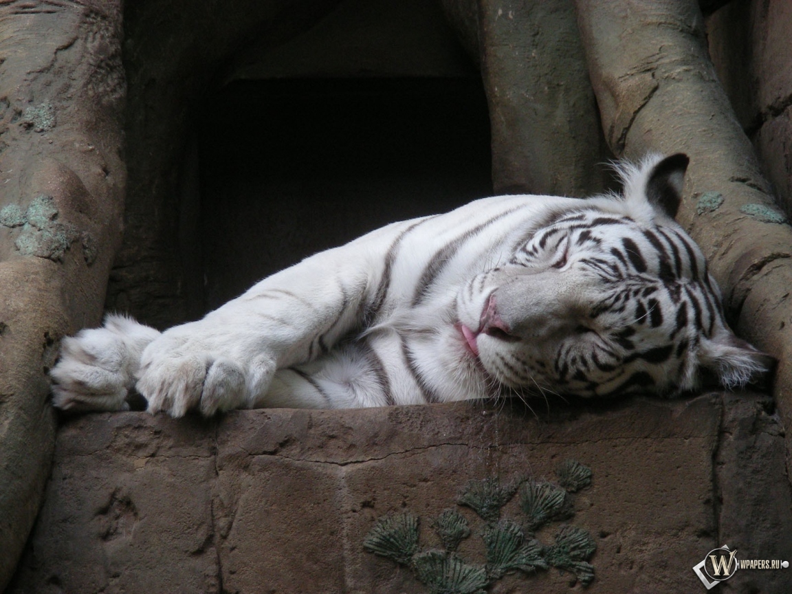 Белый тигр спит 1152x864