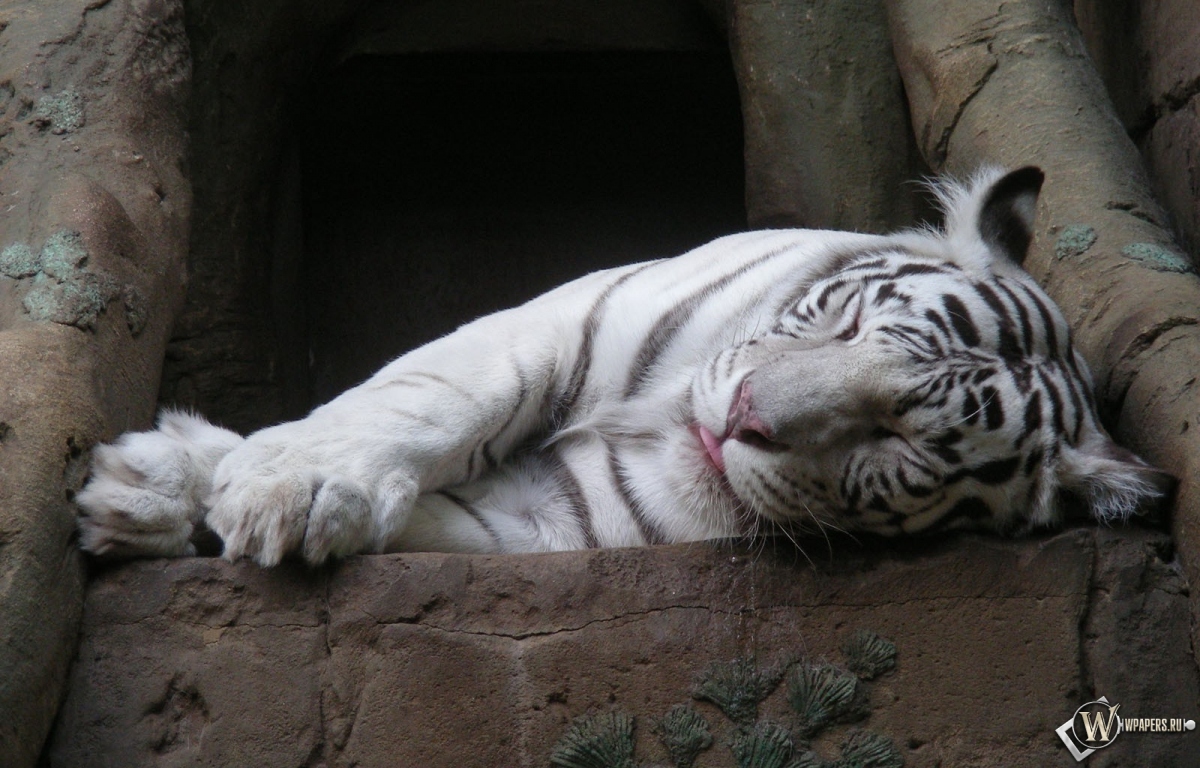 Белый тигр спит 1200x768