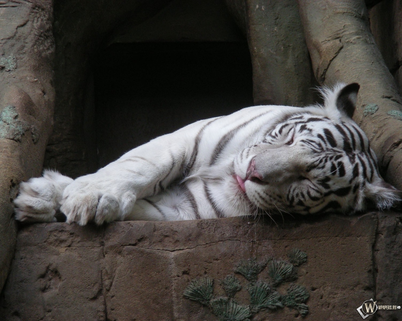 Белый тигр спит 1280x1024