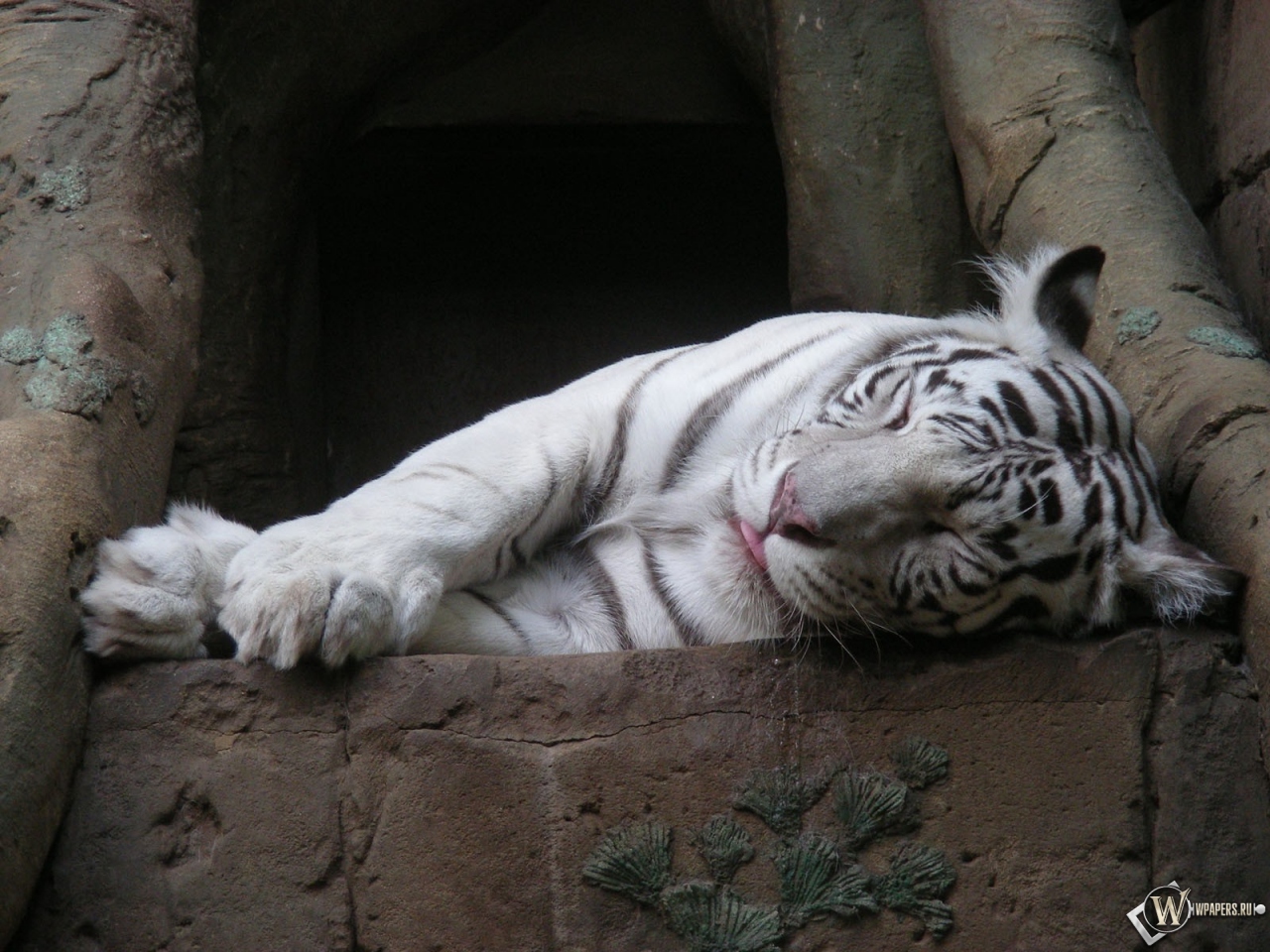 Белый тигр спит 1280x960