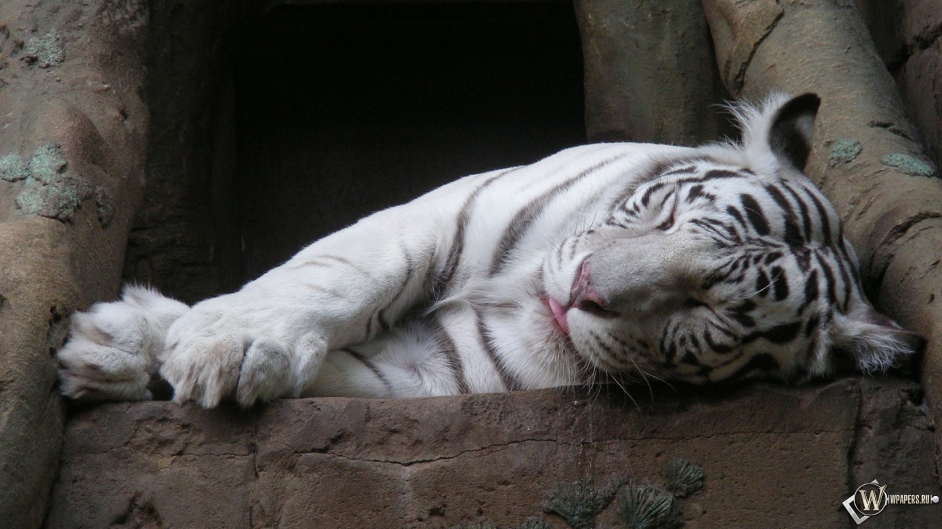Белый тигр спит 1366x768