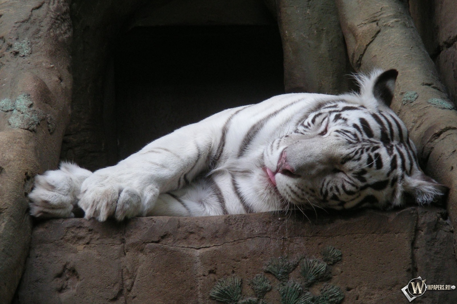 Белый тигр спит 1500x1000