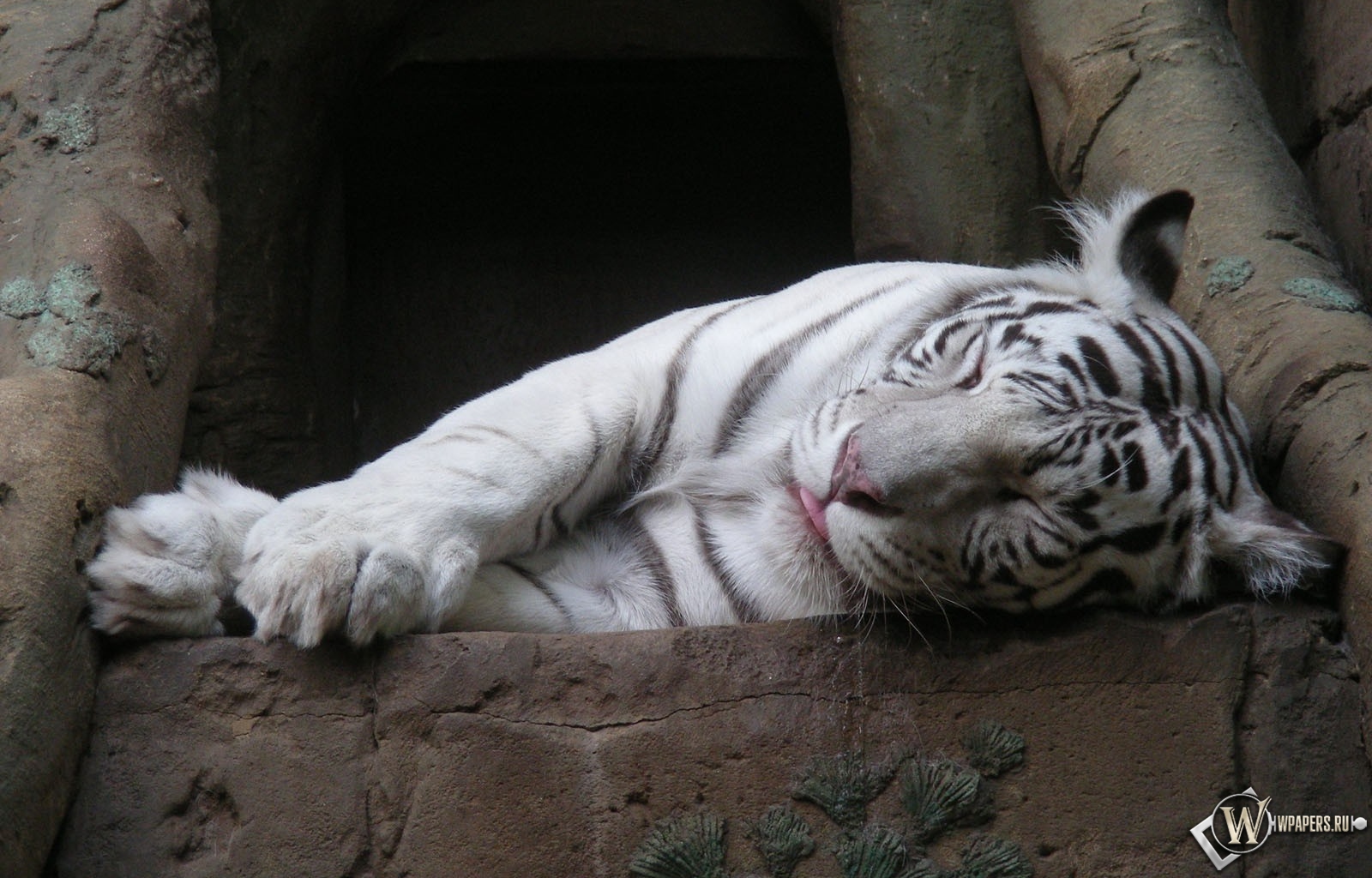 Белый тигр спит 1600x1024