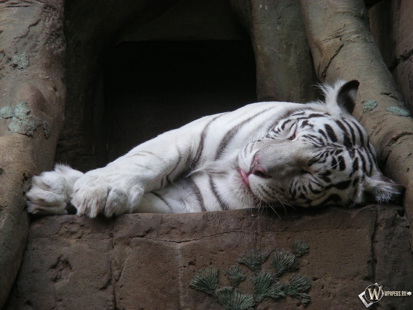 Белый тигр спит 1600x1200