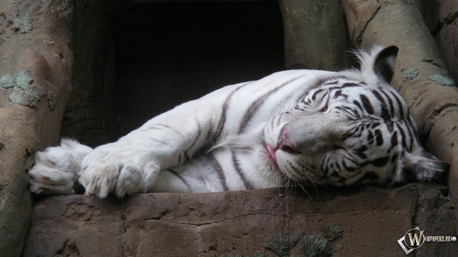 Белый тигр спит 1600x900