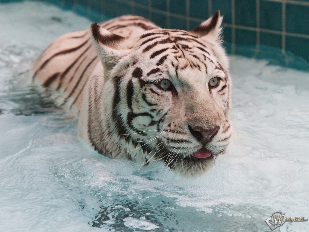 Белый тигр в воде 1024x768