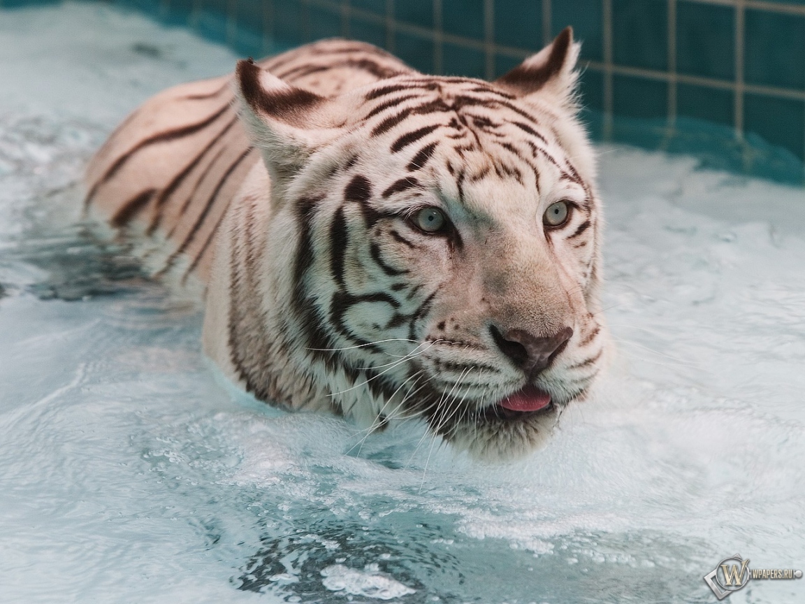 Белый тигр в воде 1152x864
