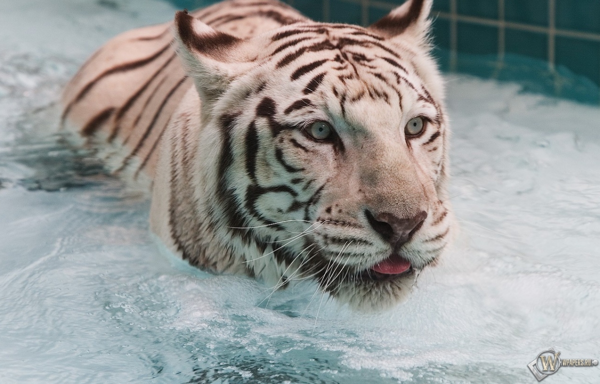 Белый тигр в воде 1200x768