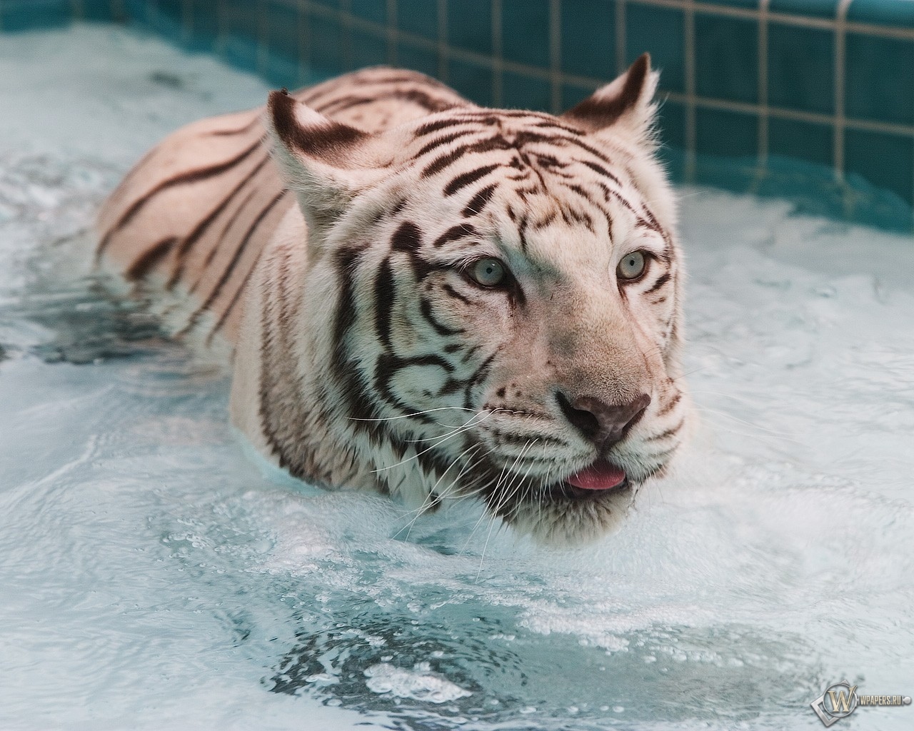 Белый тигр в воде 1280x1024