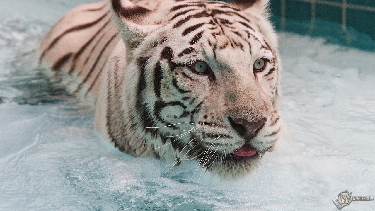 Белый тигр в воде 1280x720