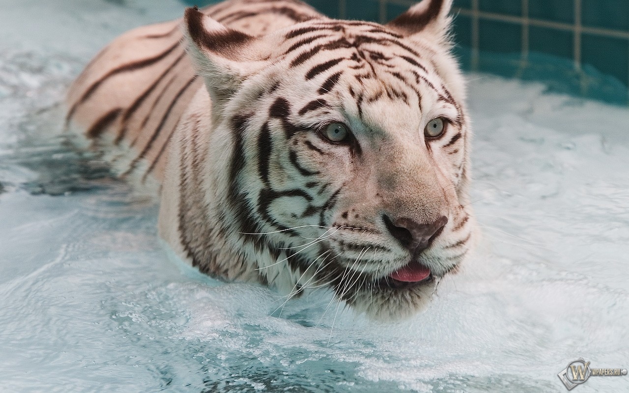 Белый тигр в воде 1280x800