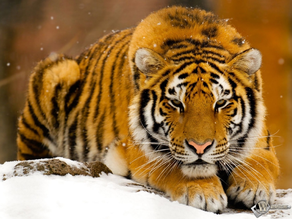 Тигр лежит на снегу 1024x768