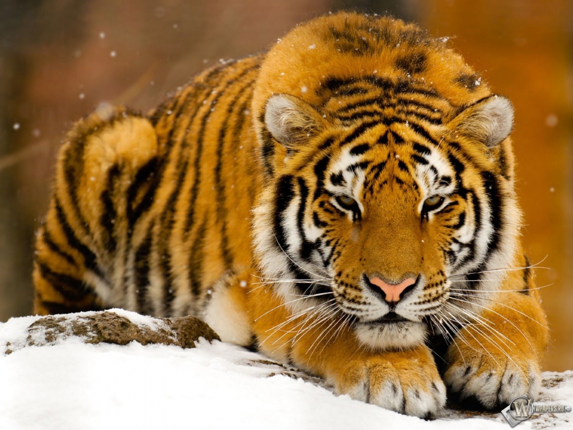 Тигр лежит на снегу 1152x864