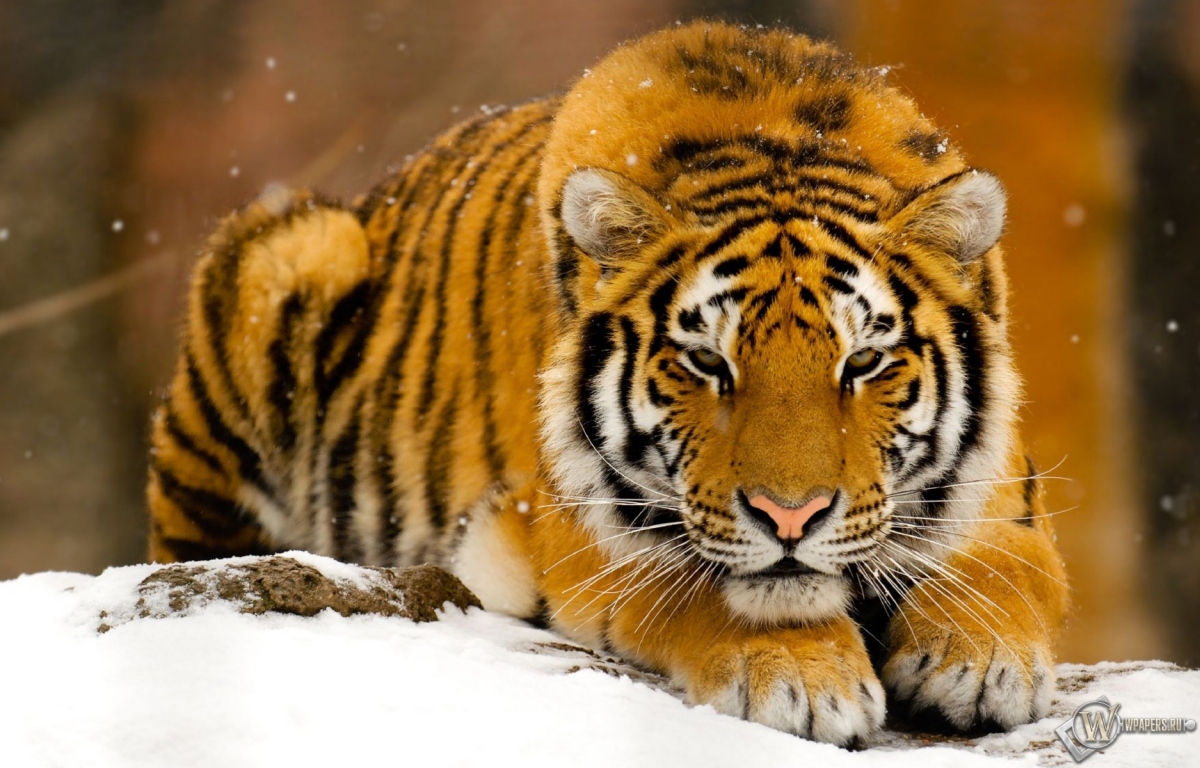 Тигр лежит на снегу 1200x768