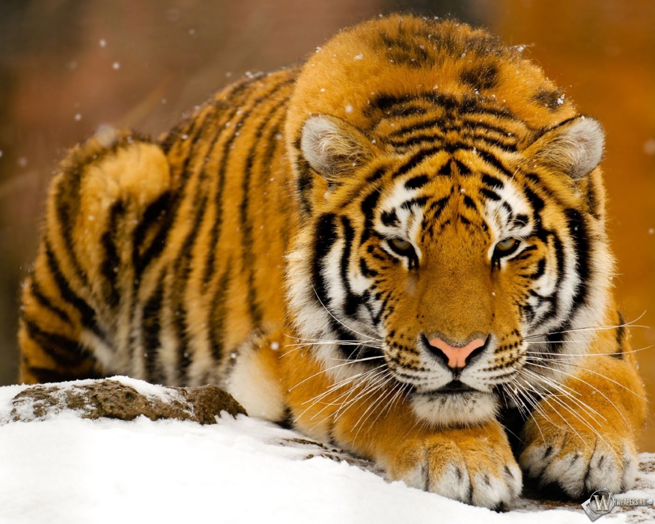 Тигр лежит на снегу 1280x1024