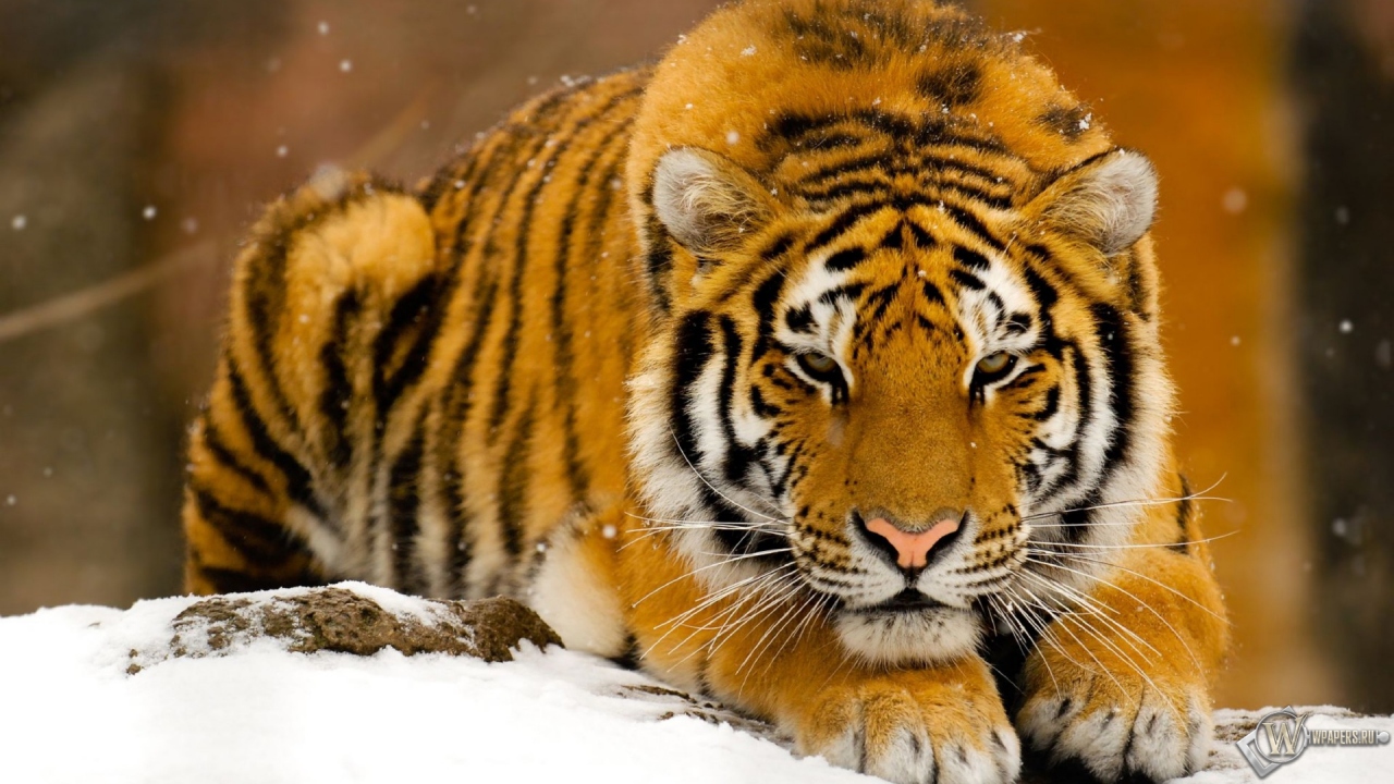 Тигр лежит на снегу 1280x720
