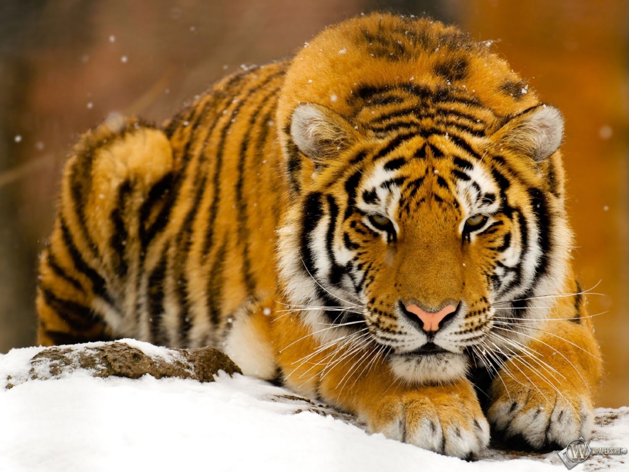 Тигр лежит на снегу 1280x960