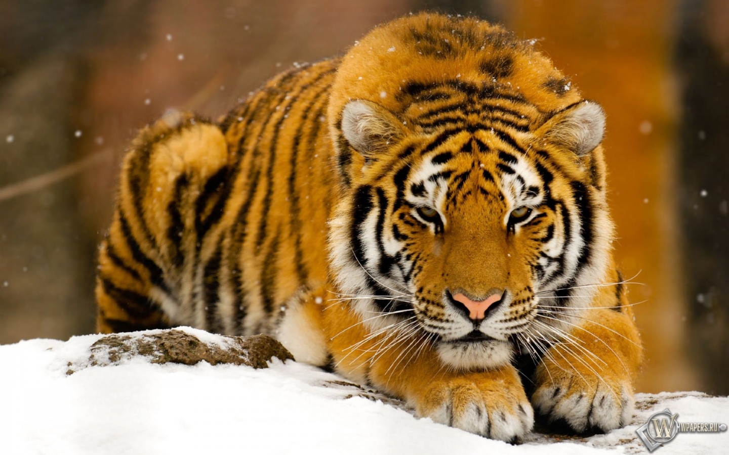 Тигр лежит на снегу 1440x900