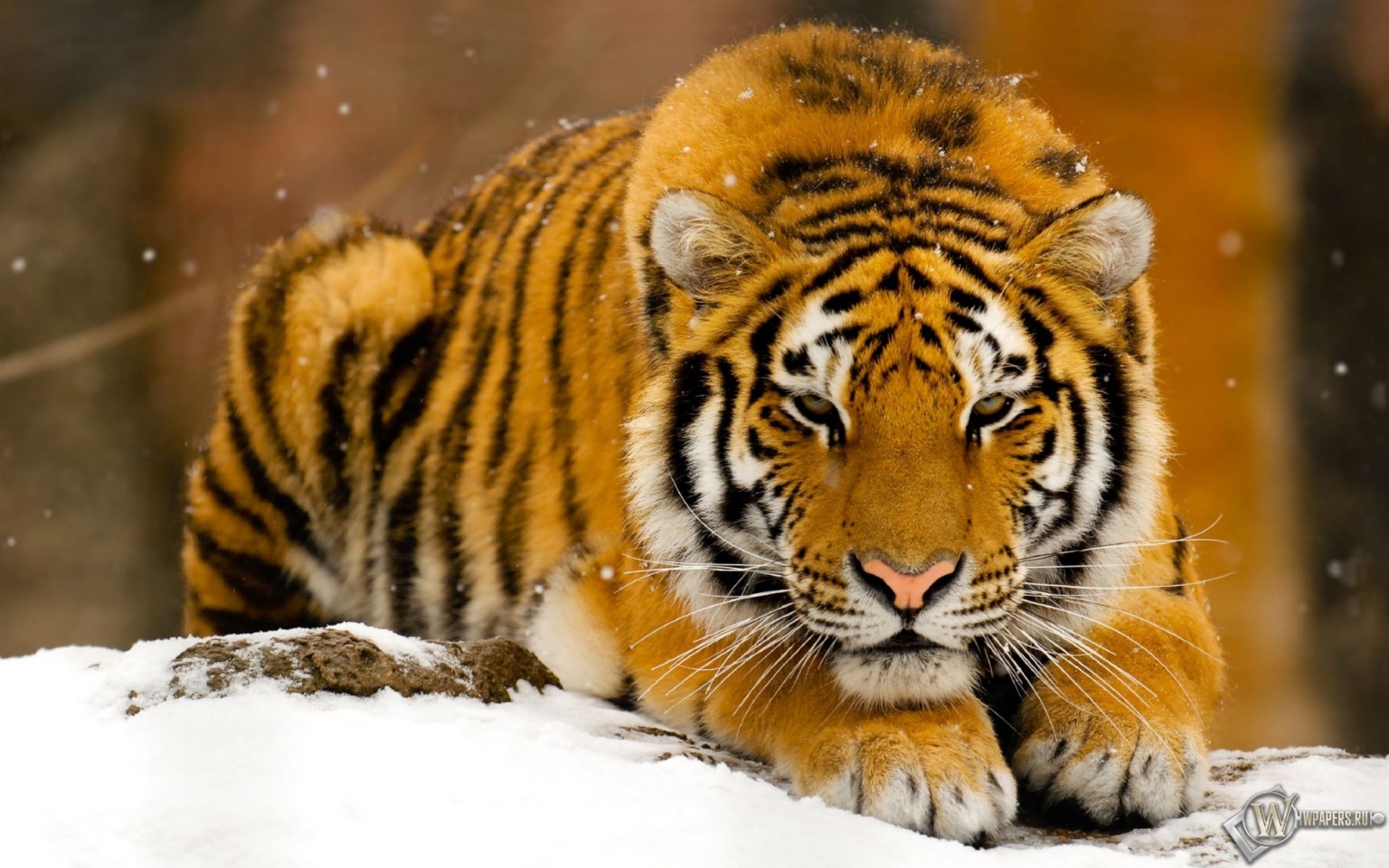 Тигр лежит на снегу 1536x960