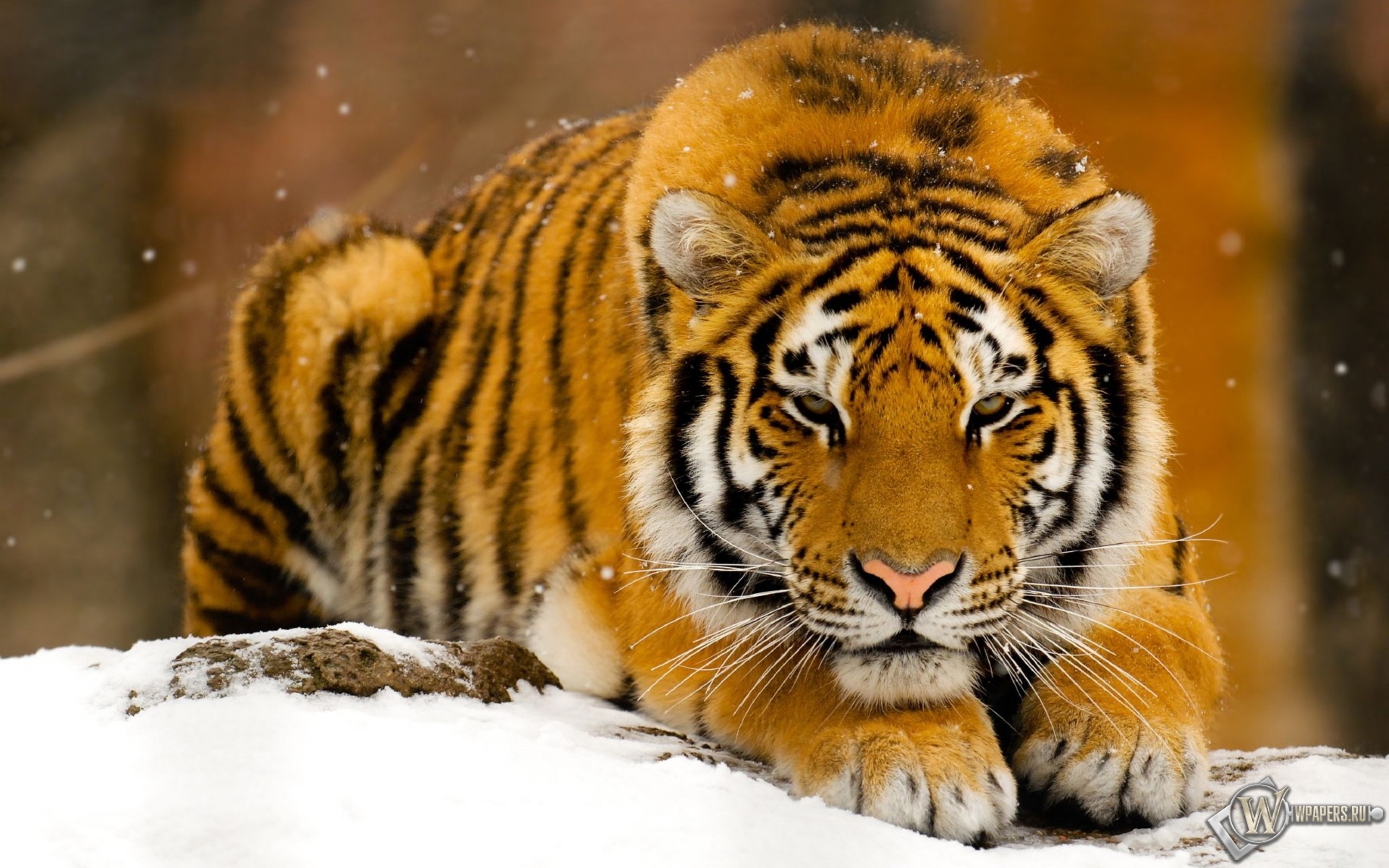 Тигр лежит на снегу 1920x1200