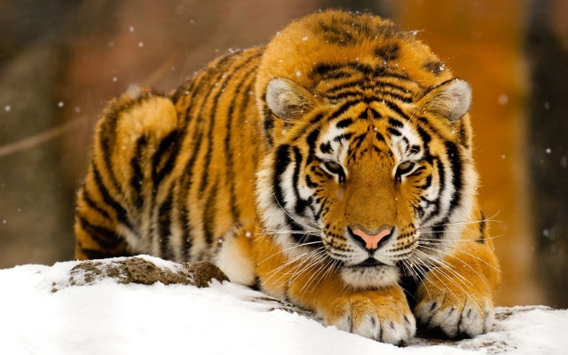 Тигр лежит на снегу