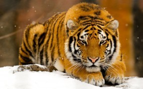 Обои Тигр лежит на снегу: Зверь, Зима, Снег, Хищник, Тигр, Рыжий, Тигры