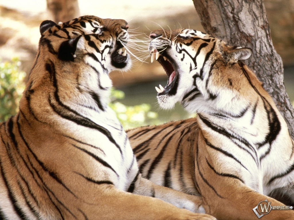 Два тигра спорят 1024x768