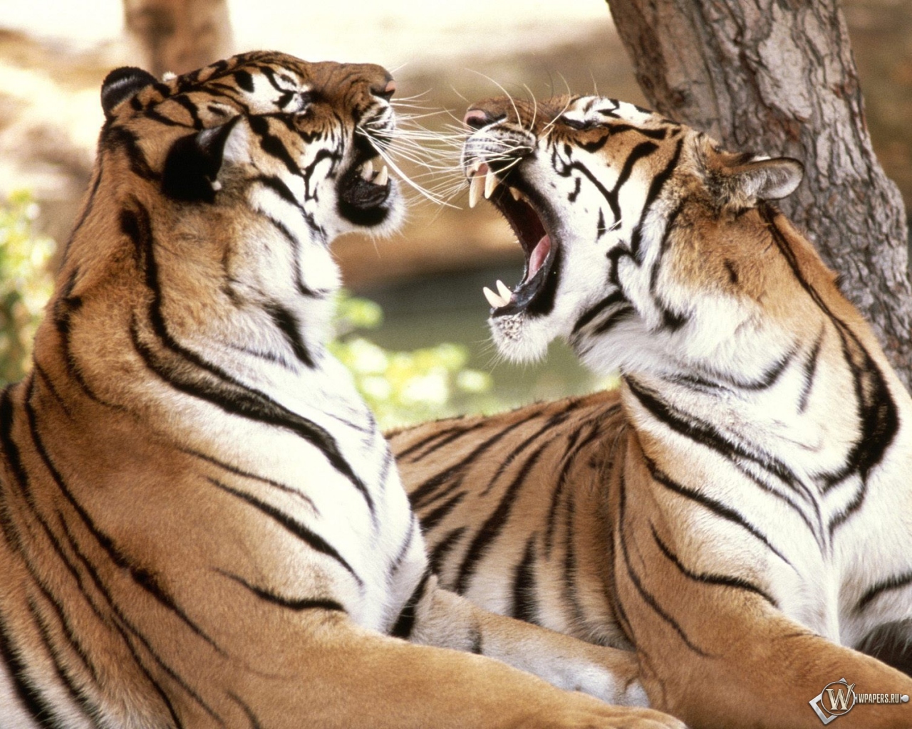 Два тигра спорят 1280x1024