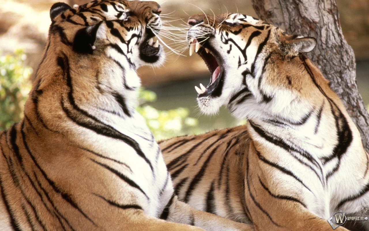 Два тигра спорят 1280x800