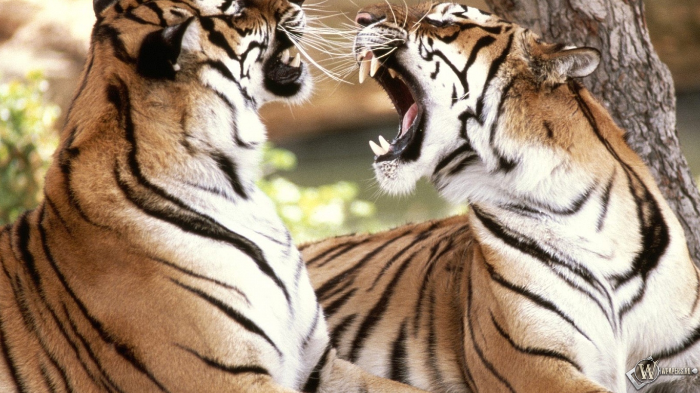 Два тигра спорят 1366x768